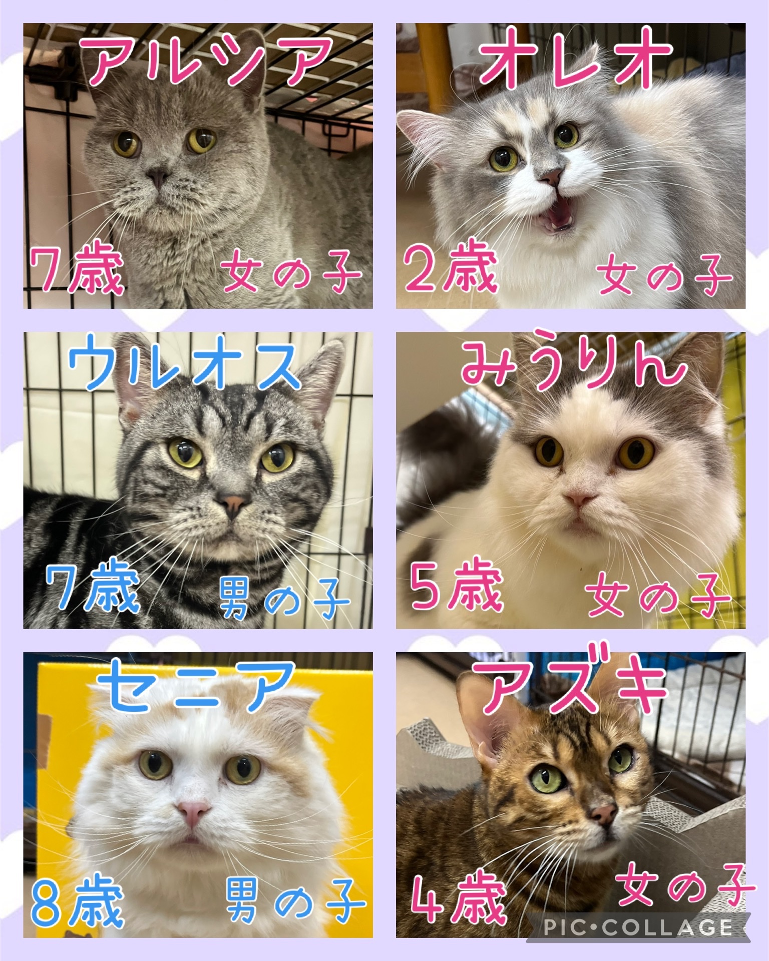 🐾今日の里親様募集中ニャンコ😺メンバーです🐾2025,1,20【保護犬カフェ天神橋店】