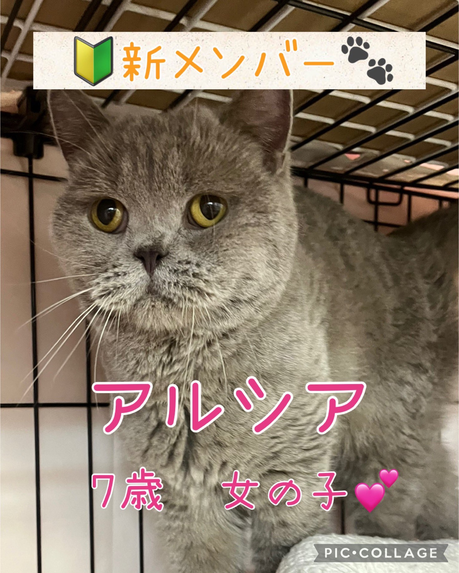 🐾今日の里親様募集中ニャンコ😺メンバーです🐾2025,1,27【保護犬カフェ天神橋店】