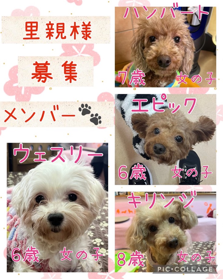 🐾今日の里親様募集中ワンコ🐶メンバーです🐾2025,1,20【保護犬カフェ天神橋店】