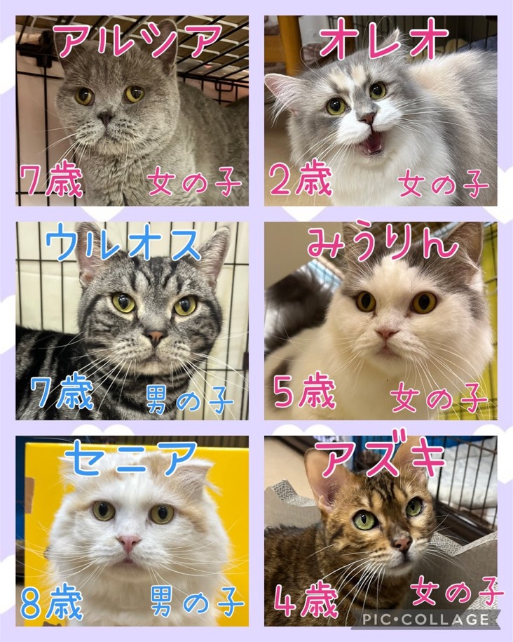 🐾今日の里親様募集中ニャンコ😺メンバーです🐾2025,1,27【保護犬カフェ天神橋店】