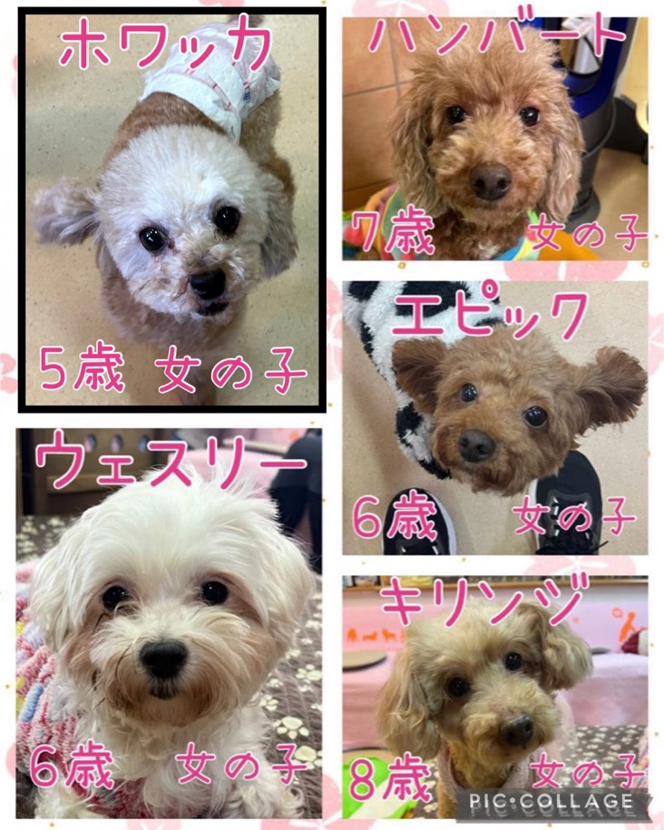 🐾今日の里親様募集中ワンコ🐶メンバーです🐾2025,1,22【保護犬カフェ天神橋店】