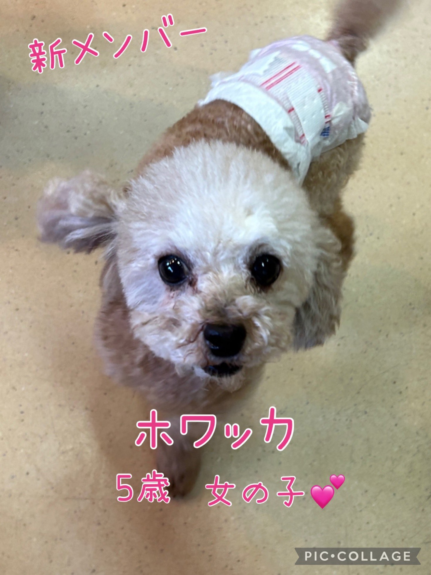 【運命の赤い糸見〜つけた❤️トイプードルのホワッカちゃん❤️】2025,1,25【保護犬カフェ天神橋店】