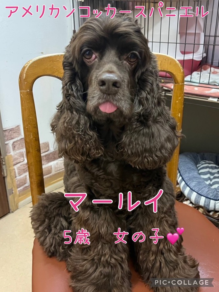 🐾里親様募集中　アメリカンコッカーのマールイちゃん💕🐾2025,1,22【保護犬カフェ天神橋店】