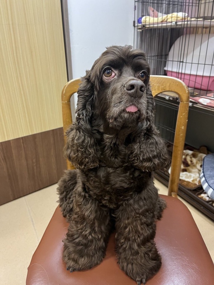 【運命の赤い糸見〜つけた❤️アメリカンコッカースパニエルのマールイちゃん💕】2025,1,24【保護犬カフェ天神橋店】