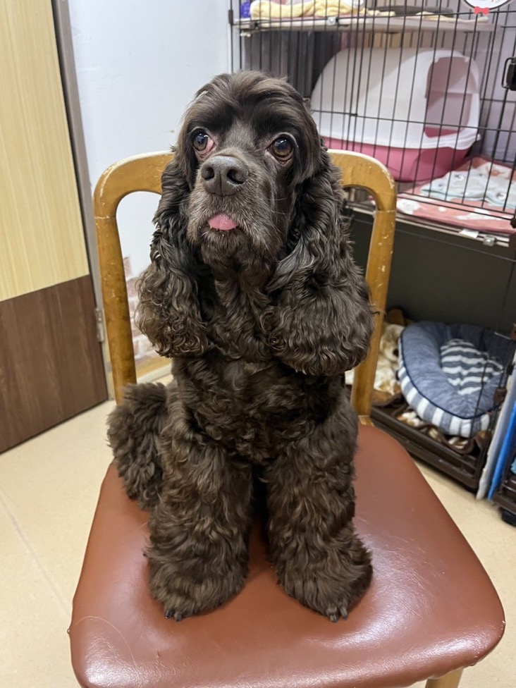 【運命の赤い糸見〜つけた❤️アメリカンコッカースパニエルのマールイちゃん💕】2025,1,24【保護犬カフェ天神橋店】