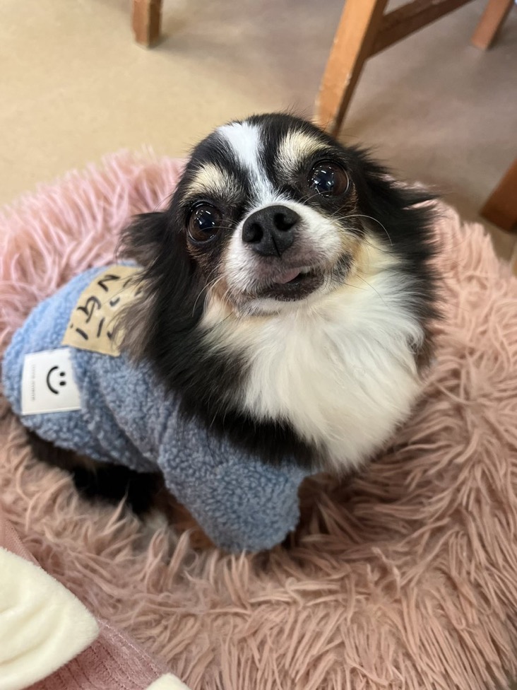 🐾里親様募集中 ロングコートチワワのゆきみちゃん💕🐾2025,1,22【保護犬カフェ天神橋店】