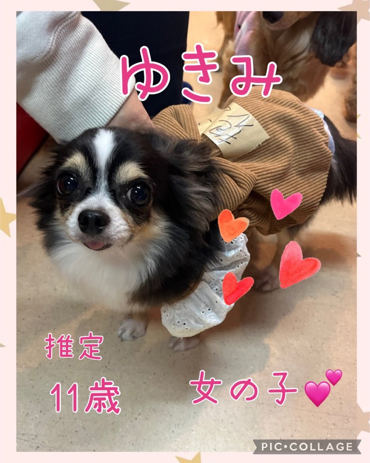 🐾里親様募集中 ロングコートチワワのゆきみちゃん💕🐾2025,1,22【保護犬カフェ天神橋店】