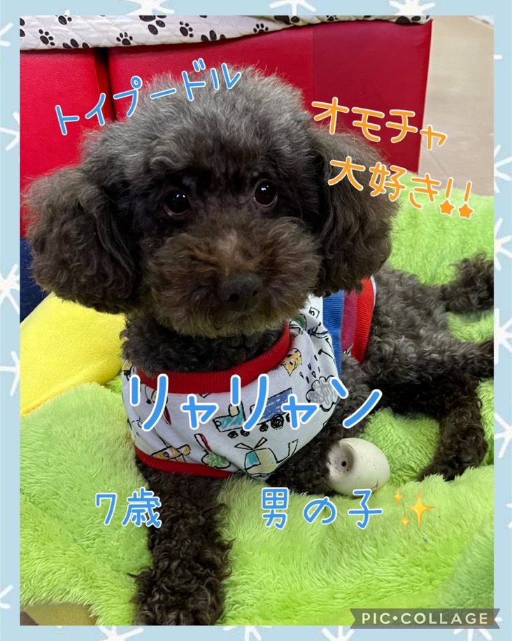 🐾里親様募集中　トイプードルのリャリャン君💕🐾2025,1,22【保護犬カフェ天神橋店】