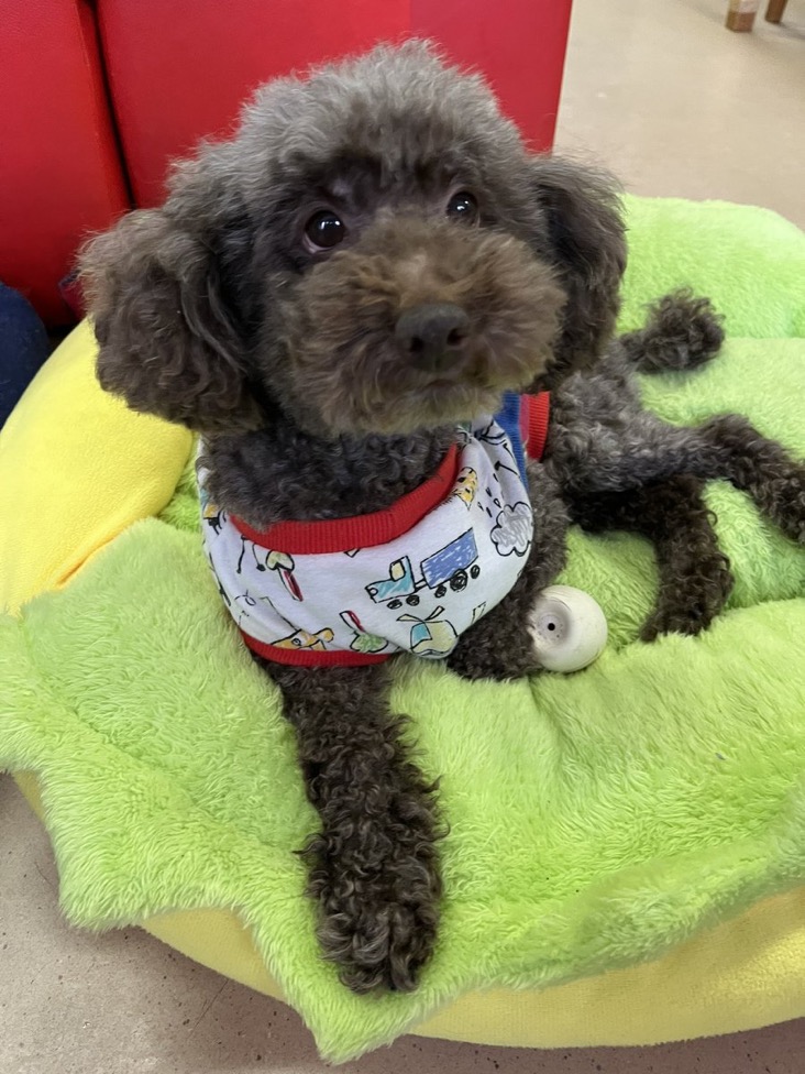 🐾里親様募集中　トイプードルのリャリャン君💕🐾2025,1,22【保護犬カフェ天神橋店】