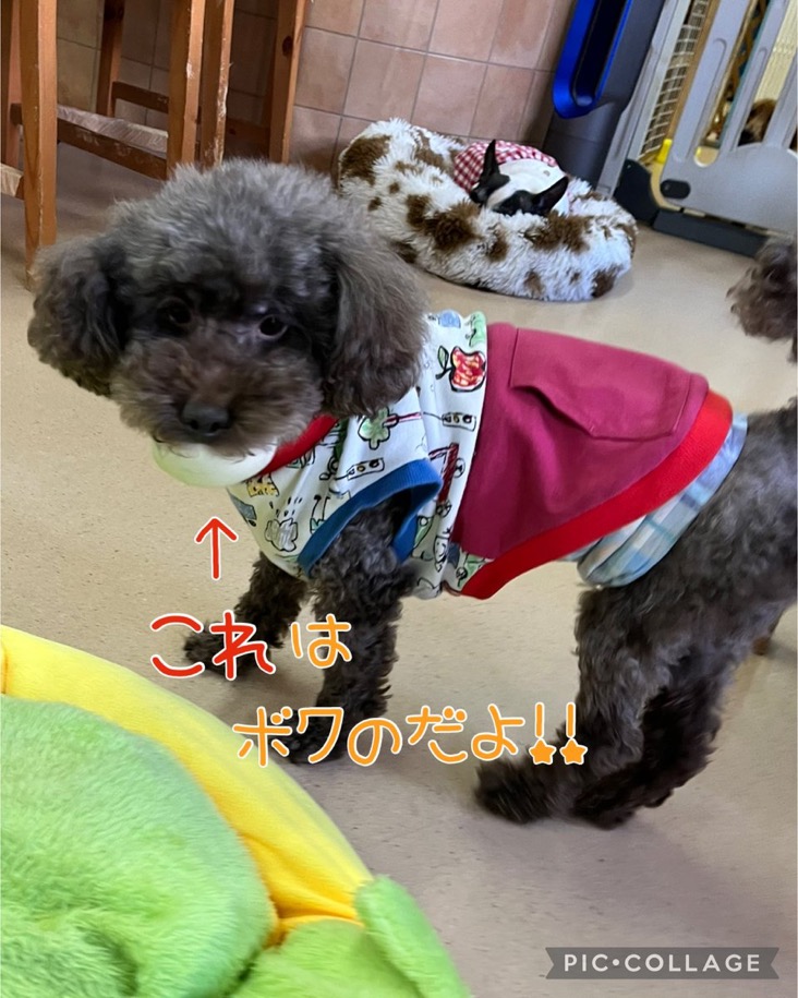 🐾里親様募集中　トイプードルのリャリャン君💕🐾2025,1,22【保護犬カフェ天神橋店】