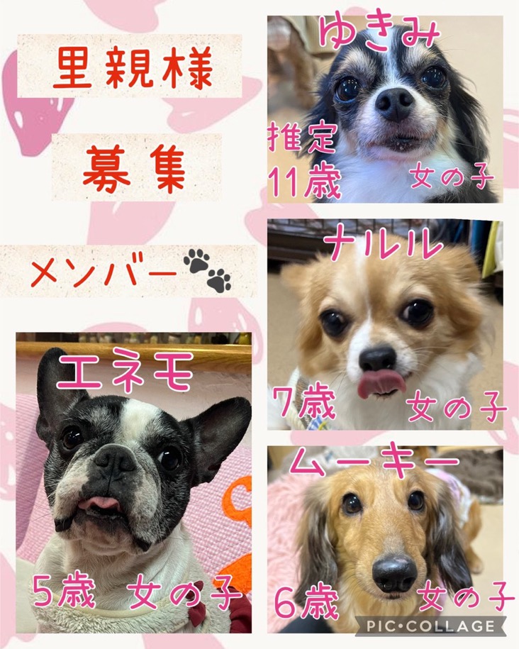 🐾今日の里親様募集中ワンコ🐶メンバーです🐾2025,1,27【保護犬カフェ天神橋店】