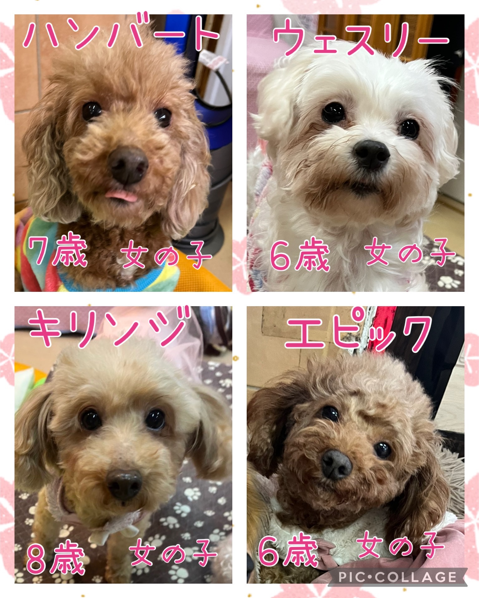 🐾今日の里親様募集中ワンコ🐶メンバーです🐾2025,1,27【保護犬カフェ天神橋店】