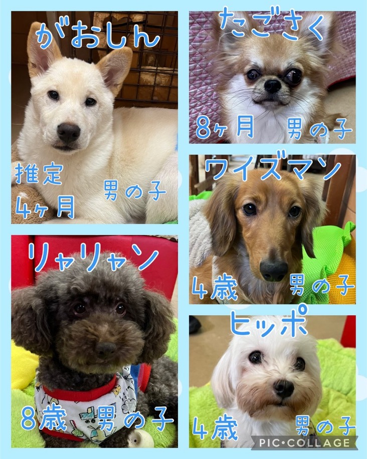 🐾今日の里親様募集中ワンコ🐶メンバーです🐾2025,1,27【保護犬カフェ天神橋店】