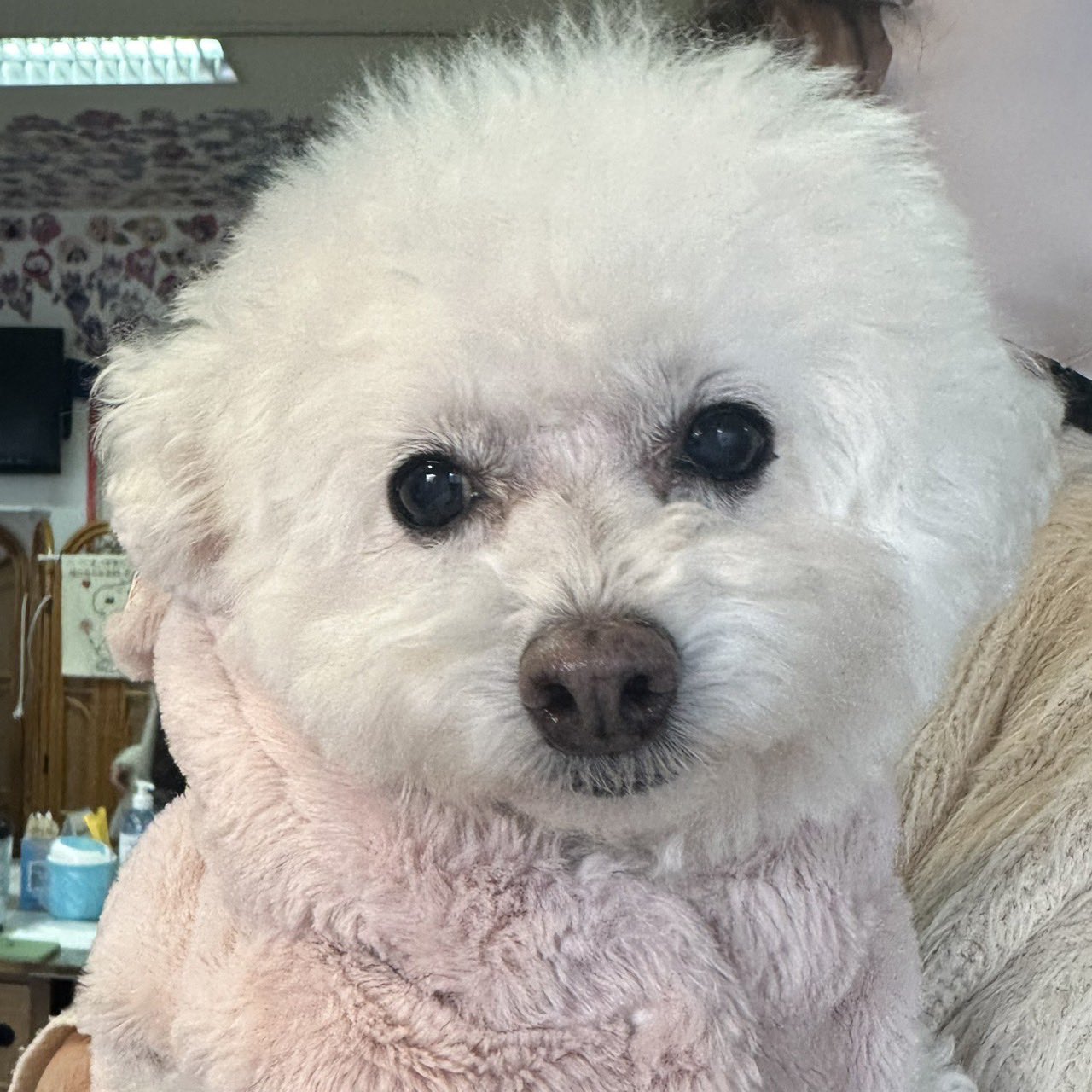 【運命の赤い糸見〜つけた❤️トイプードルのホワッカちゃん❤️】2025,1,25【保護犬カフェ天神橋店】