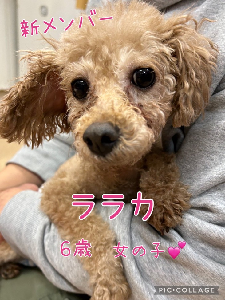 🐾新メンバー🔰ご紹介🐾 2025,1,27【保護犬カフェ天神橋店】
