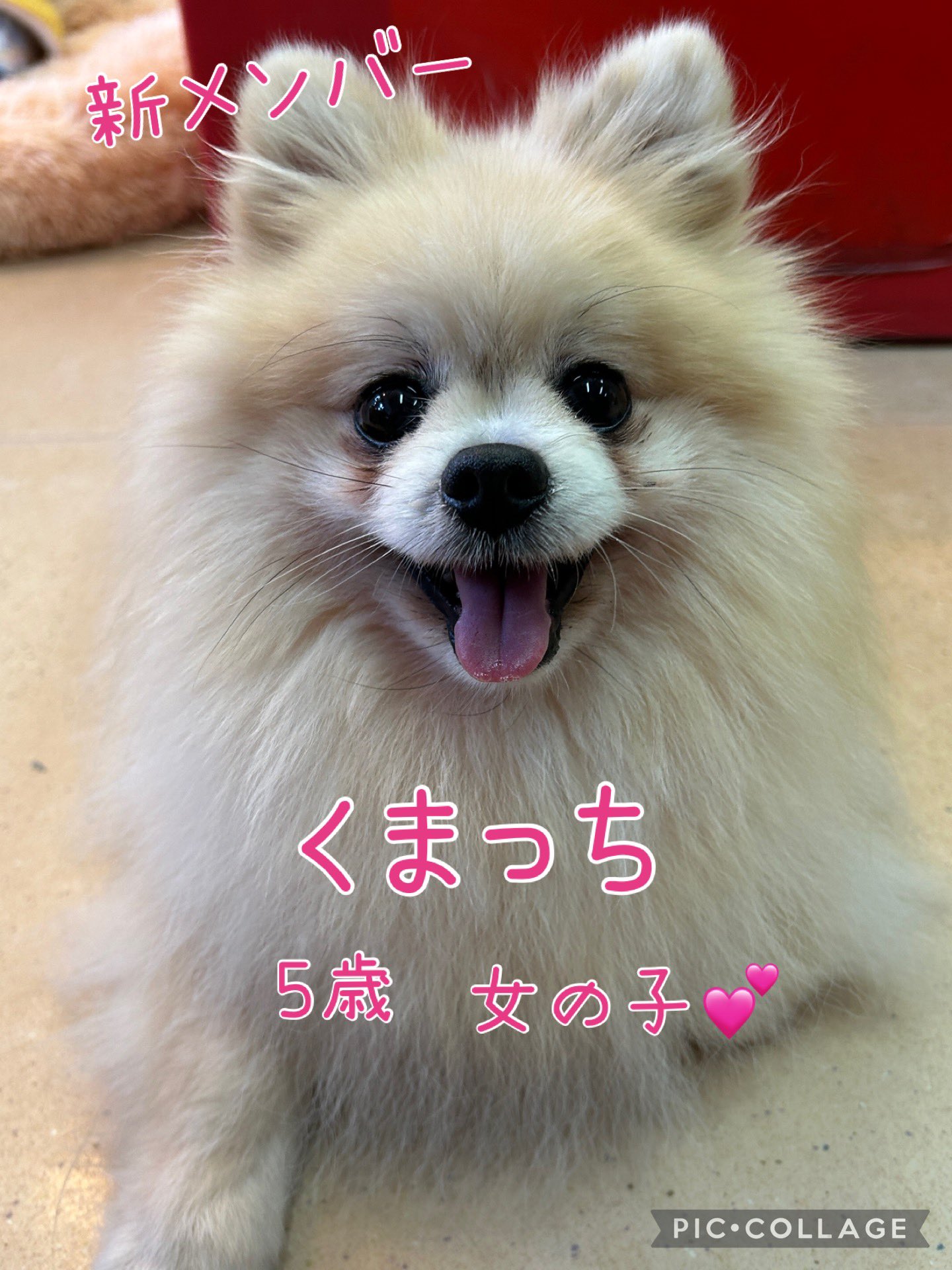 🐾新メンバー🔰ご紹介🐾 2025,1,27【保護犬カフェ天神橋店】