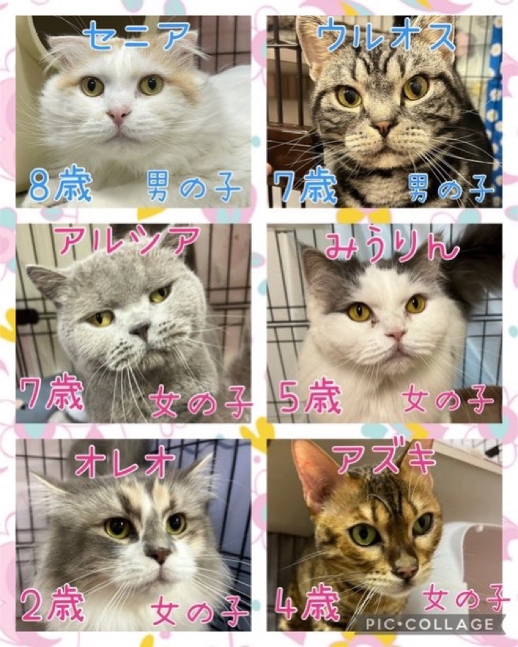🐾今日の里親様募集中ニャンコ😺メンバーです🐾2025,3,22【保護犬カフェ天神橋店】