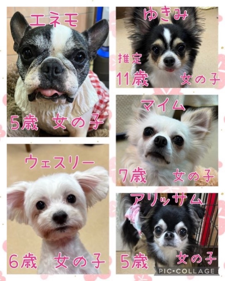🐾今日の里親様募集中ワンコ🐶メンバーです🐾2025,3,20【保護犬カフェ天神橋店】