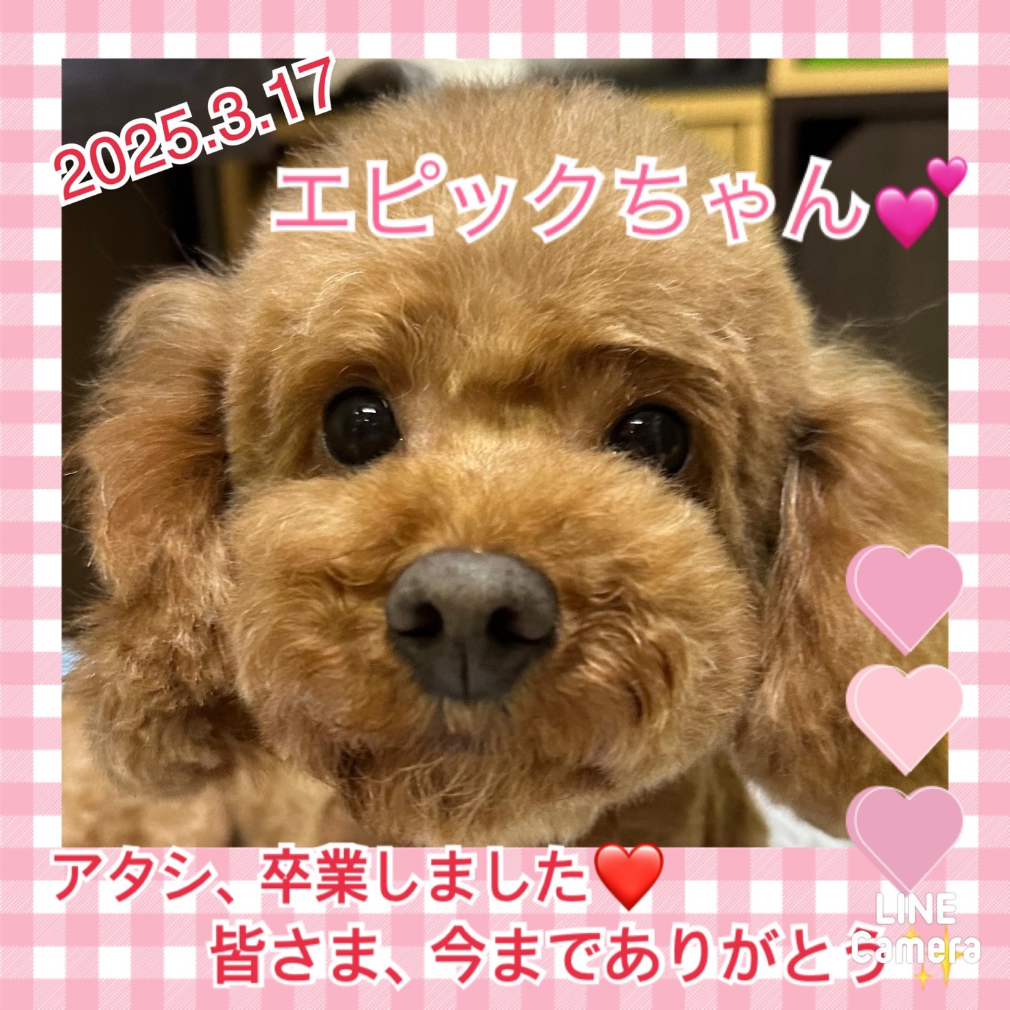 【運命の赤い糸見〜つけた❤️トイプードルのエピックちゃん💕】2025,3,17【保護犬カフェ天神橋店】