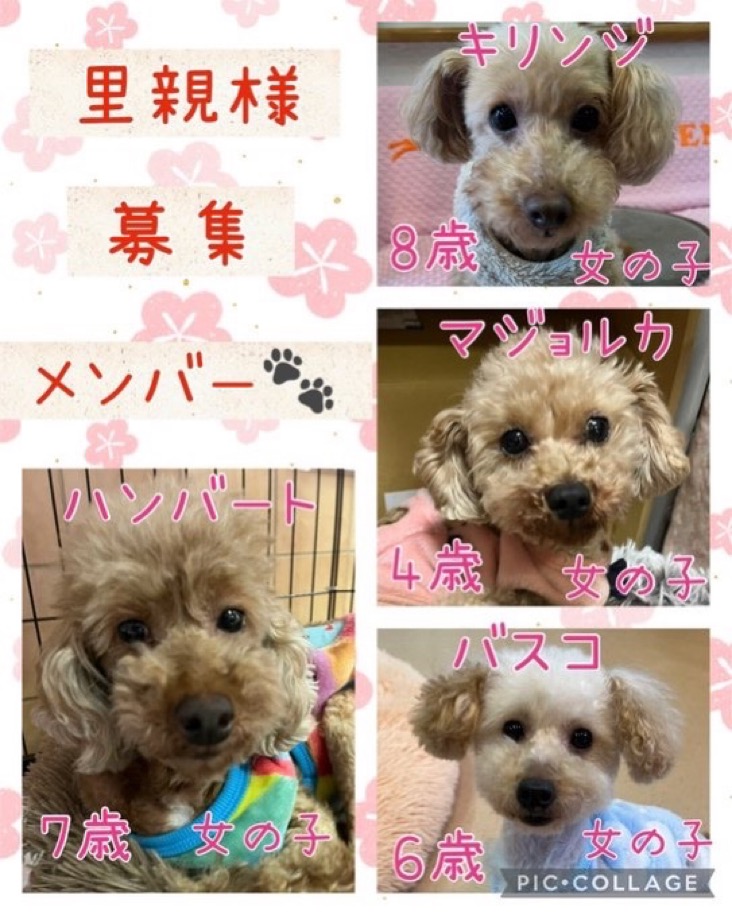 🐾今日の里親様募集中ワンコ🐶メンバーです🐾2025,3,20【保護犬カフェ天神橋店】