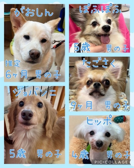 🐾今日の里親様募集中ワンコ🐶メンバーです🐾2025,3,27【保護犬カフェ天神橋店】