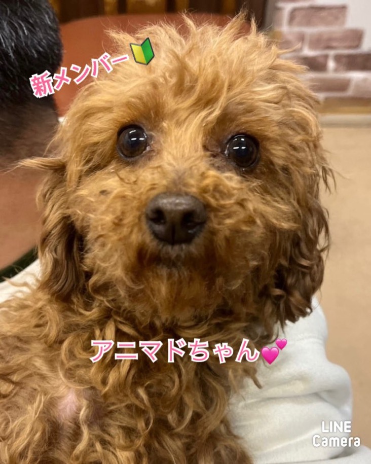 🐾新メンバー🔰ご紹介🐾2025,3,21【保護犬カフェ天神橋店】