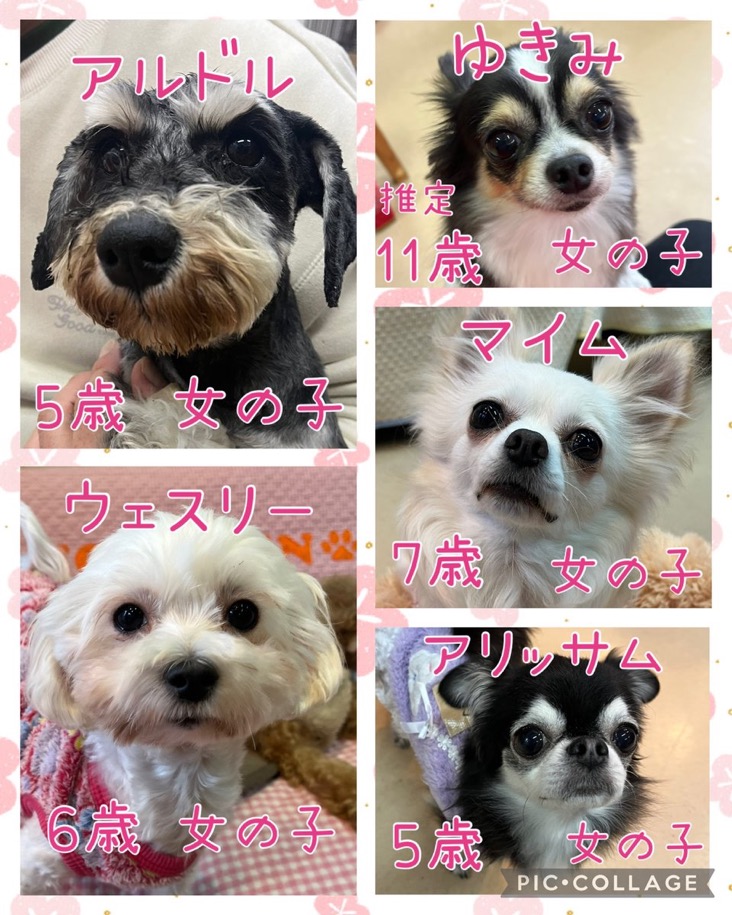 🐾今日の里親様募集中ワンコ🐶メンバーです🐾2025,3,27【保護犬カフェ天神橋店】