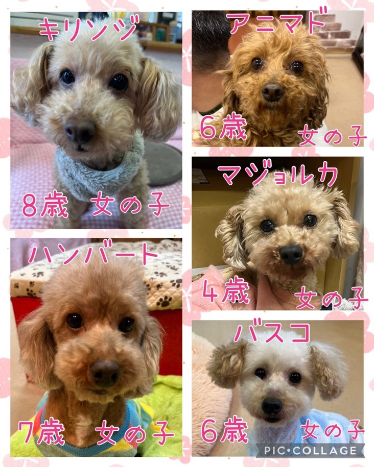 🐾今日の里親様募集中ワンコ🐶メンバーです🐾2025,3,27【保護犬カフェ天神橋店】