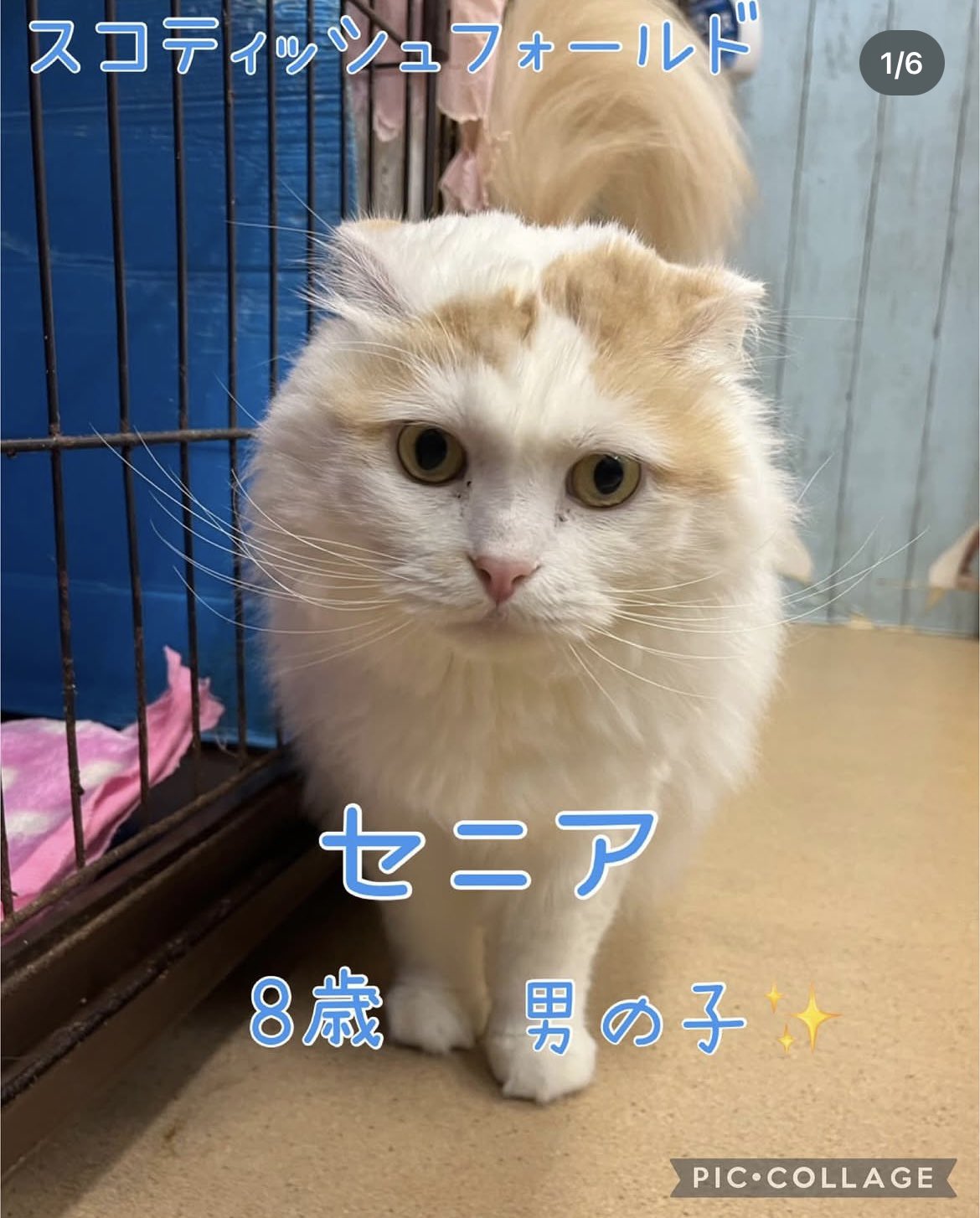 🐾今日の里親様募集中ニャンコ😺メンバーです🐾2025,4,26【保護犬カフェ天神橋店】