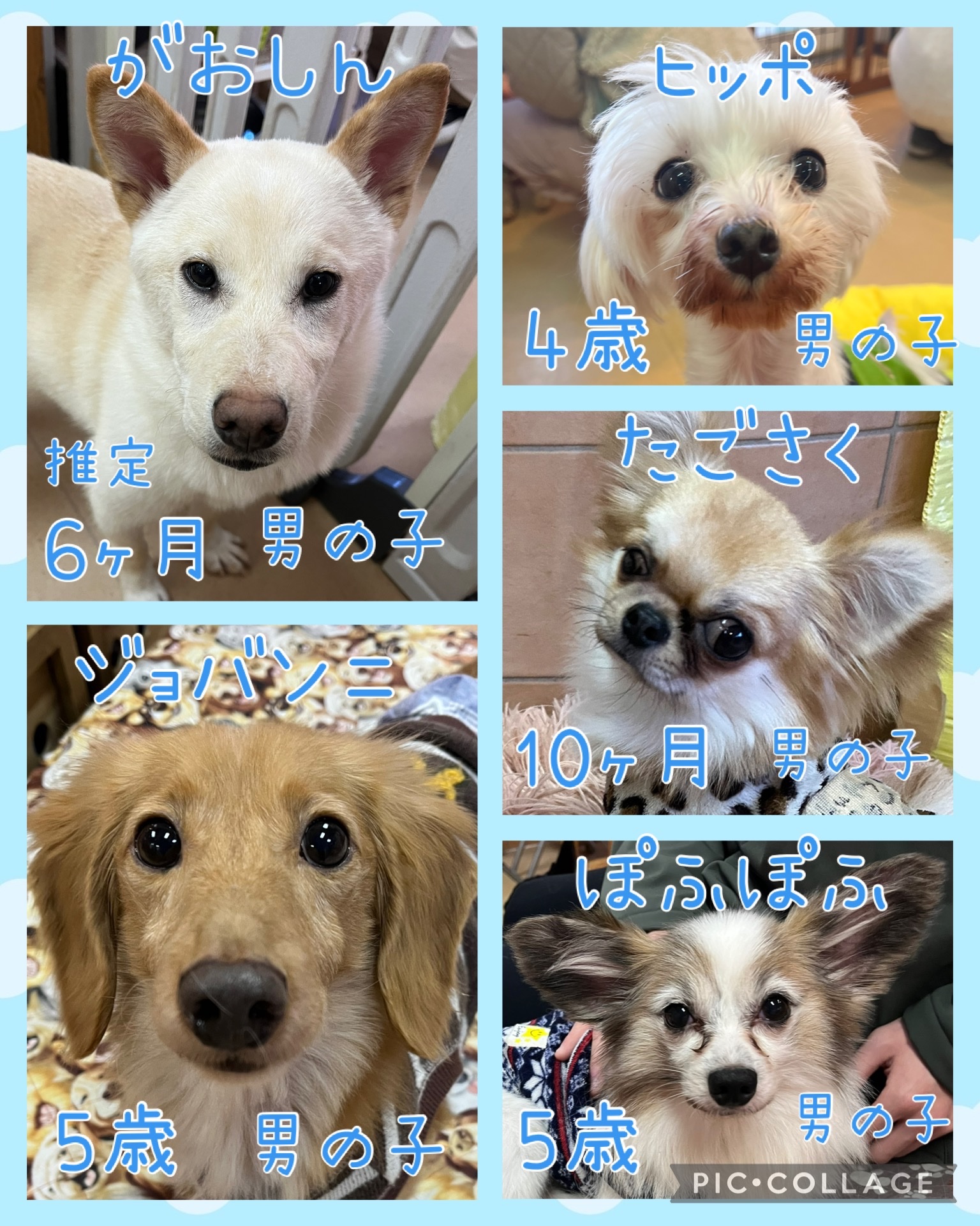 🐾今日の里親様募集中ワンコ🐶メンバーです🐾2025,3,29【保護犬カフェ天神橋店】