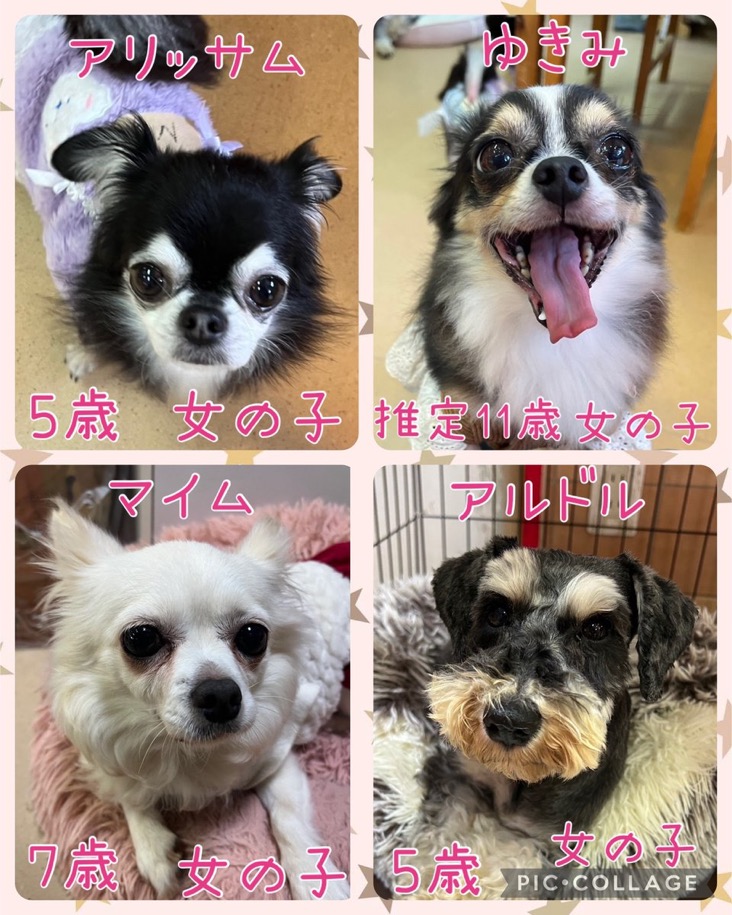 🐾今日の里親様募集中ワンコ🐶メンバーです🐾2025,4,1【保護犬カフェ天神橋店】