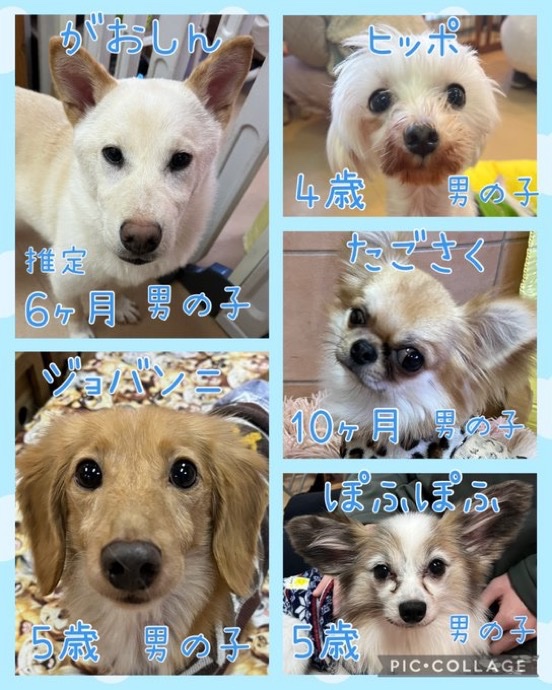 🐾今日の里親様募集中ワンコ🐶メンバーです🐾2025,4,1【保護犬カフェ天神橋店】