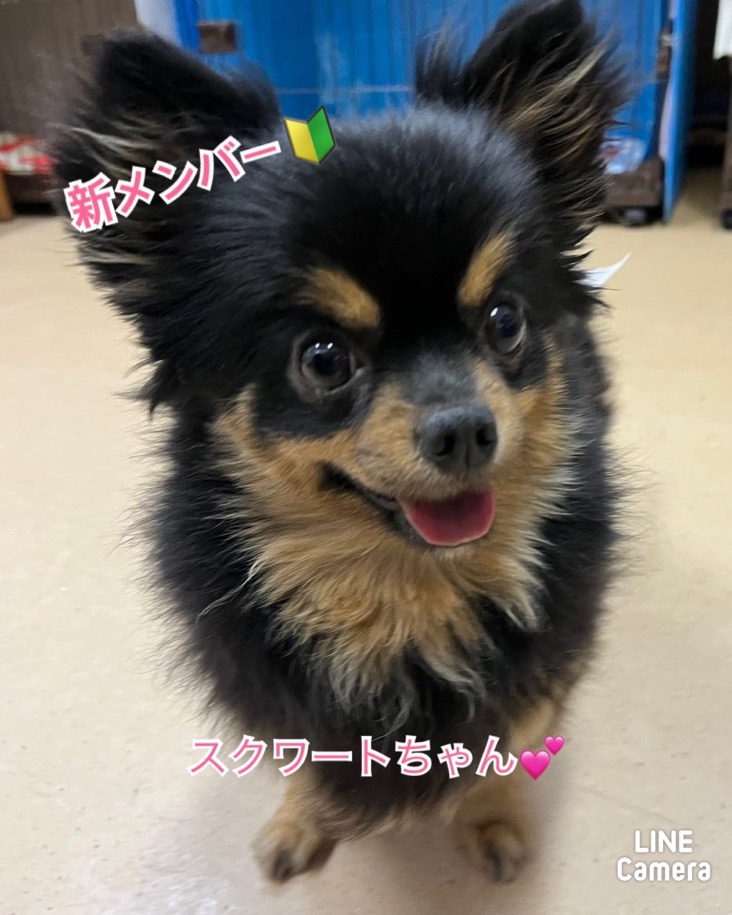 🐾新メンバー🔰ご紹介🐾2025,4,1【保護犬カフェ天神橋店】