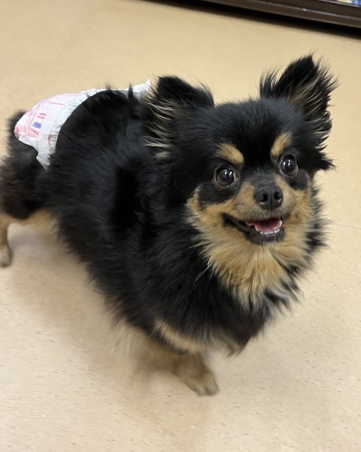 🐾新メンバー🔰ご紹介🐾2025,4,1【保護犬カフェ天神橋店】