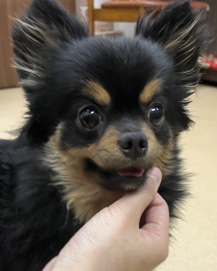 🐾新メンバー🔰ご紹介🐾2025,4,1【保護犬カフェ天神橋店】