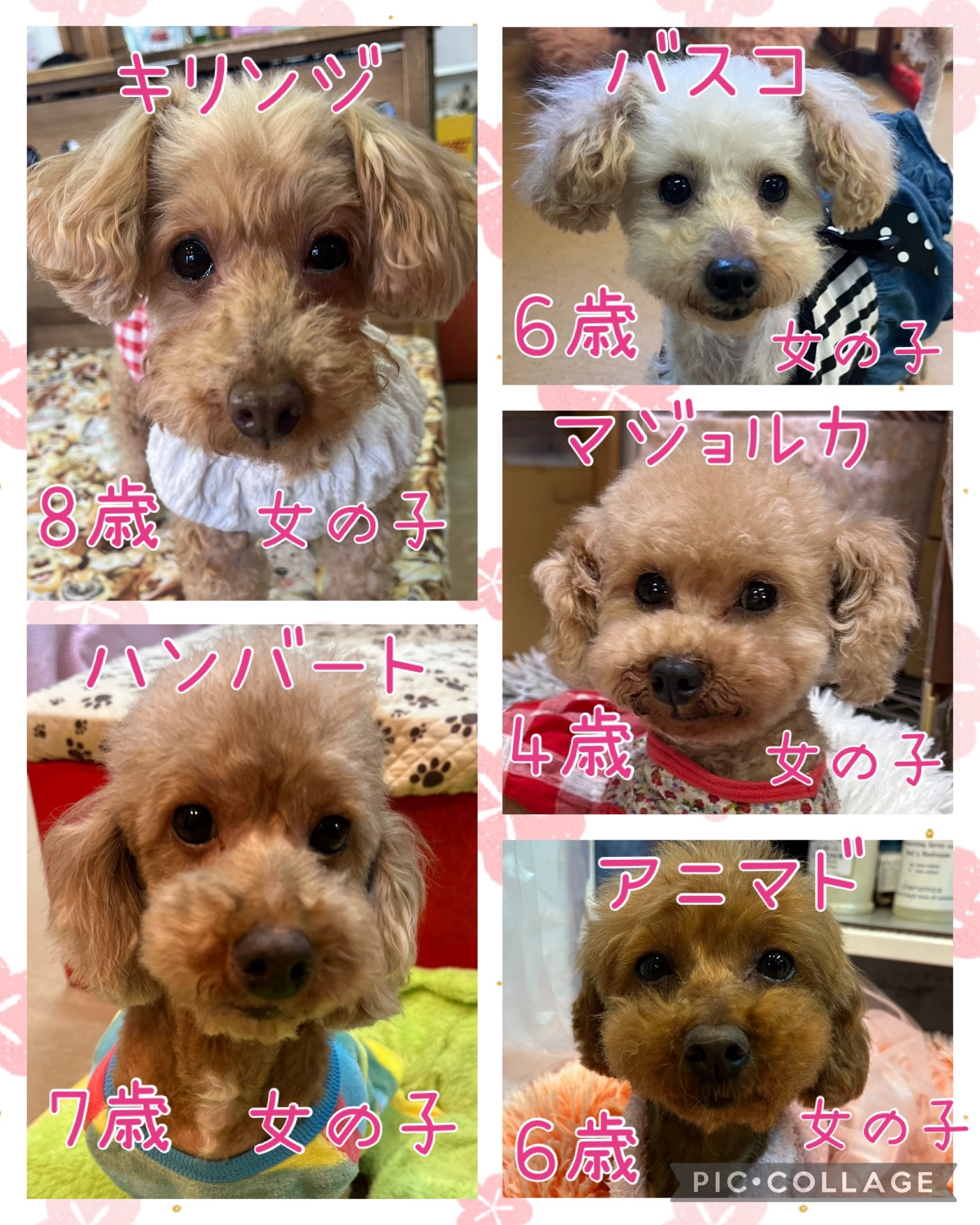 🐾今日の里親様募集中ワンコ🐶メンバーです🐾2025,4,4【保護犬カフェ天神橋店】