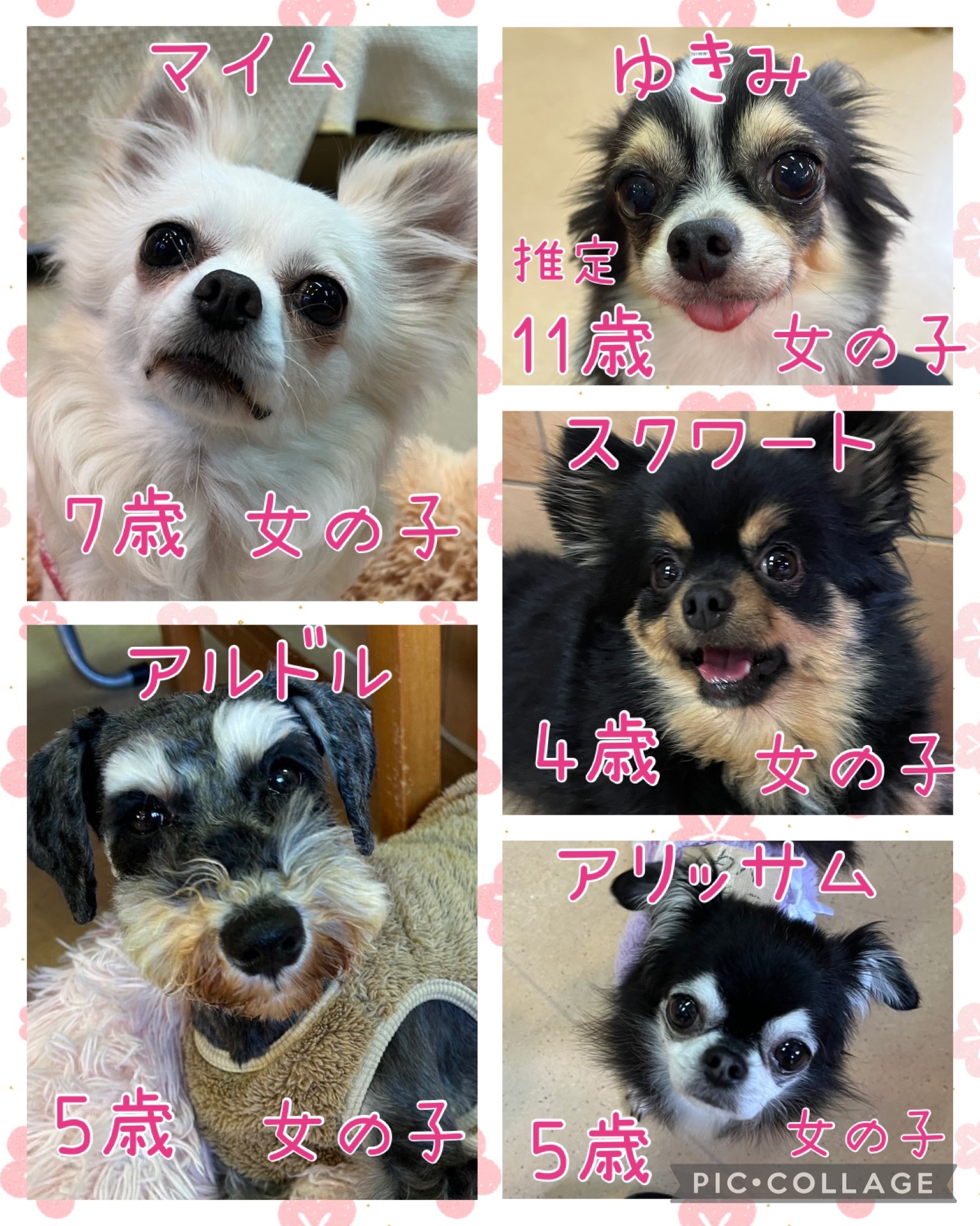 🐾今日の里親様募集中ワンコ🐶メンバーです🐾2025,4,4【保護犬カフェ天神橋店】
