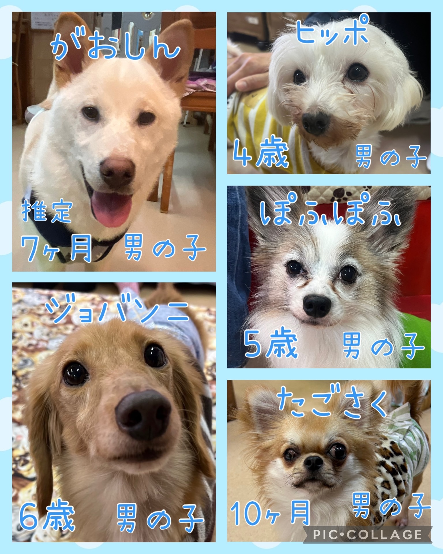 🐾今日の里親様募集中ワンコ🐶メンバーです🐾2025,4,4【保護犬カフェ天神橋店】
