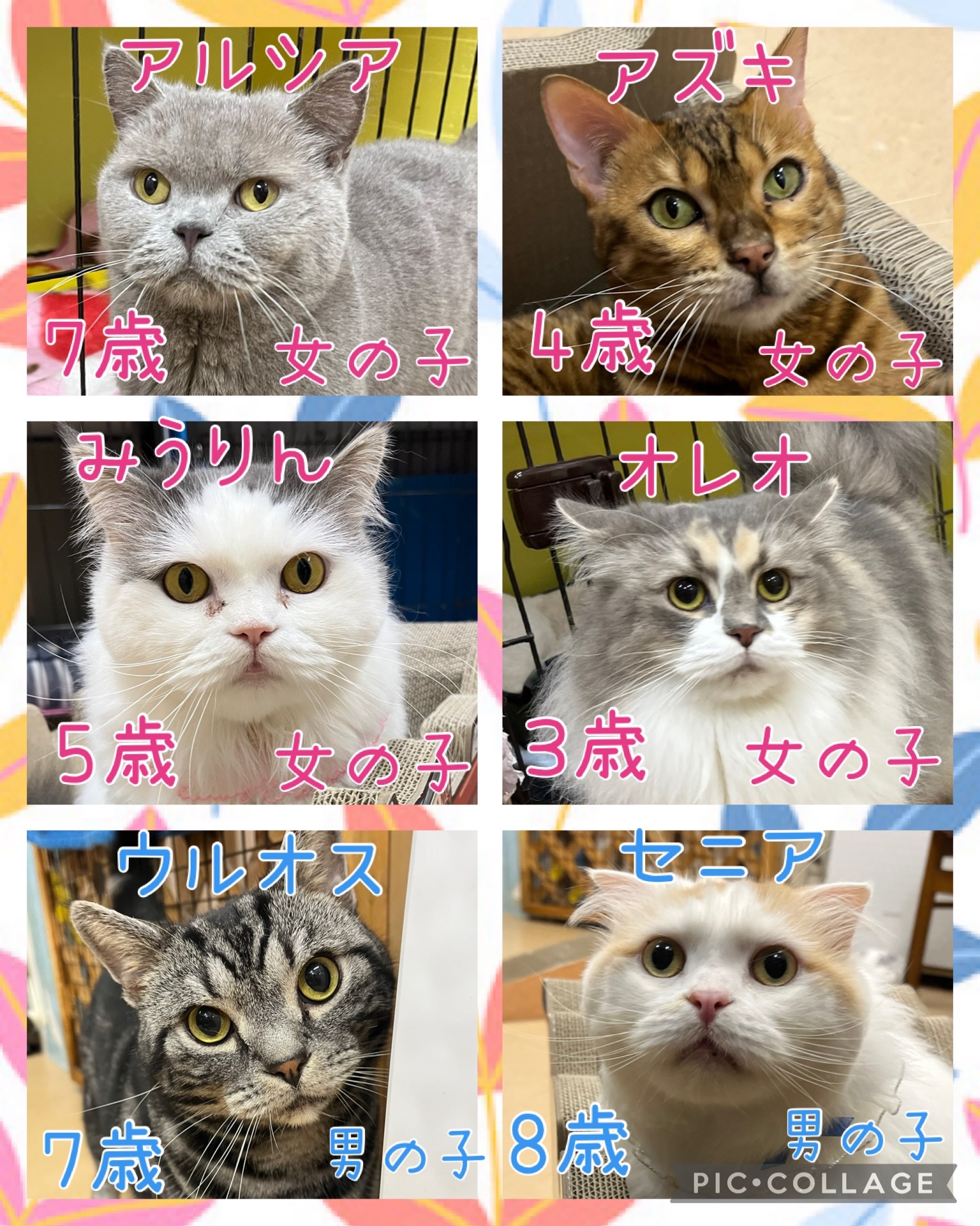 🐾今日の里親様募集中ニャンコ😺メンバーです🐾2025,4,4【保護犬カフェ天神橋店】