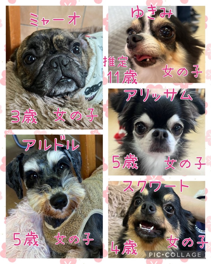 🐾今日の里親様募集中ワンコ🐶メンバーです🐾2025,4,11【保護犬カフェ天神橋店】