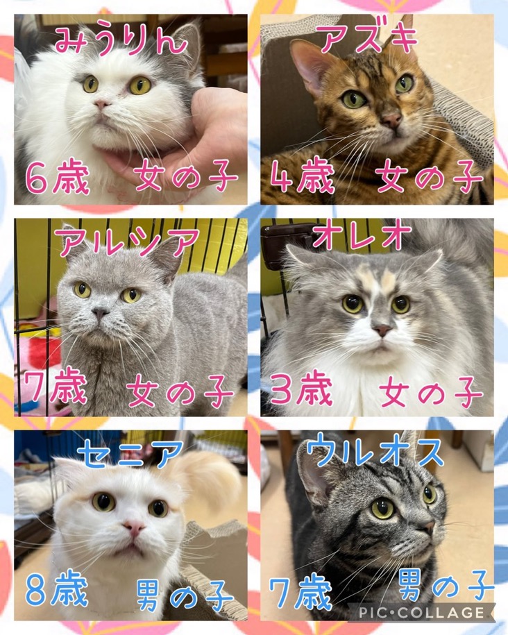 🐾今日の里親様募集中ニャンコ😺メンバーです🐾2025,4,11【保護犬カフェ天神橋店】