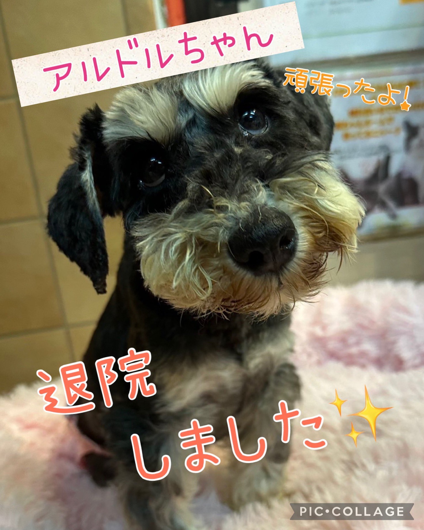 ⭐️退院おめでとう🎉ミニチュアシュナウザーのアルドルちゃん❤️⭐️2025,4,10【保護犬カフェ天神橋店】