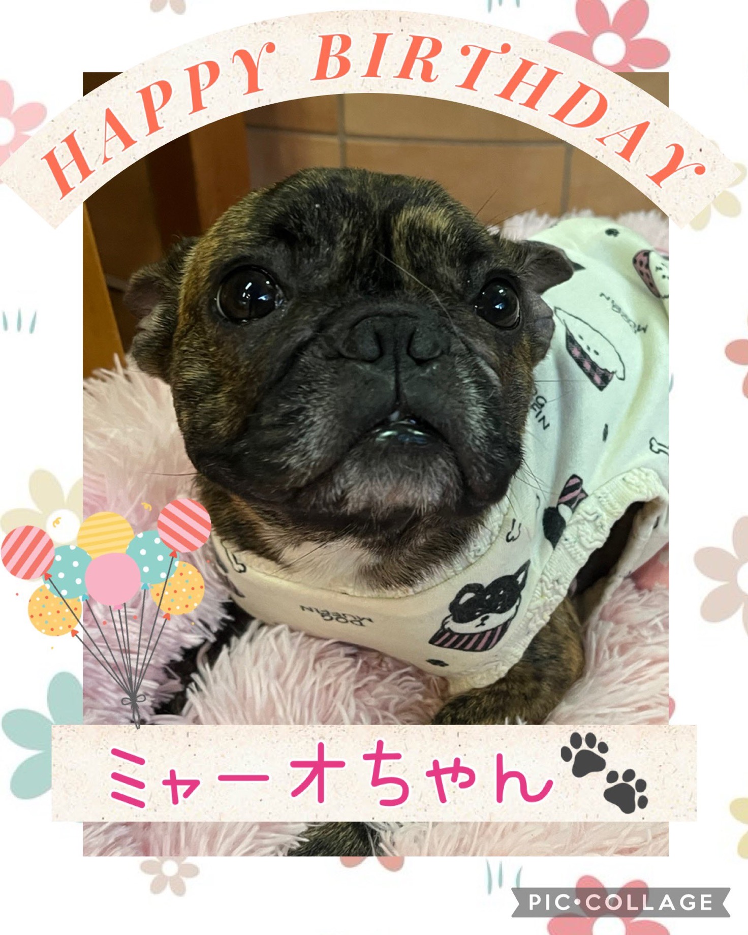 ⭐️ハッピーバースデー🎂フレンチブルドッグのミャーオちゃん❤️⭐️2025,4,10【保護犬カフェ天神橋店】