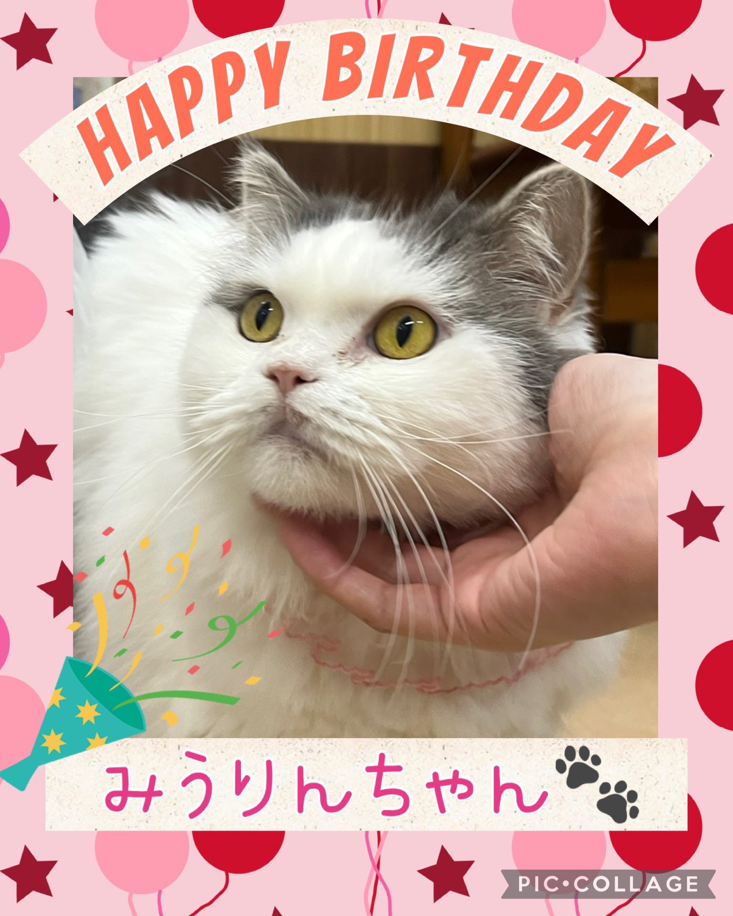 ⭐️ハッピーバースデー🎂ラガマフィンのみうりんちゃん❤️⭐️2025,4,9【保護犬カフェ天神橋店】
