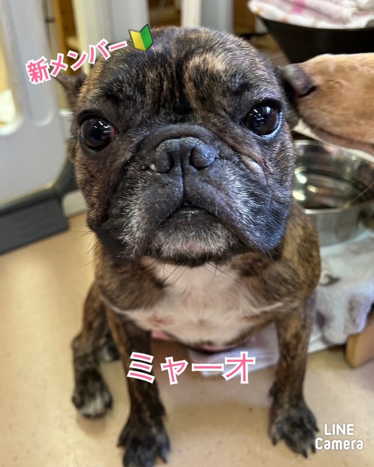 🐾新メンバー🔰ご紹介🐾フレンチブルドッグのミャーオちゃん❤️2025,4,8【保護犬カフェ天神橋店】