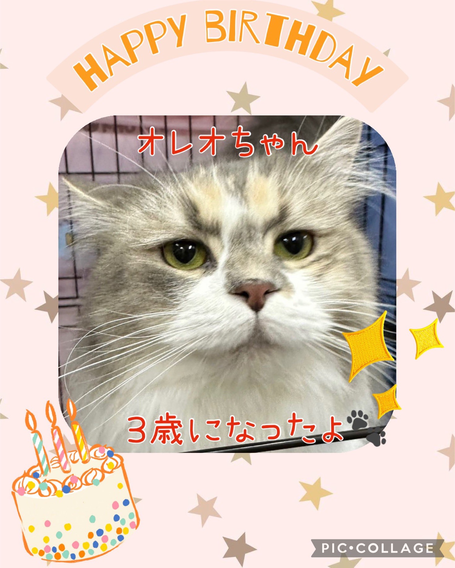 ⭐️ハッピーバースデー🎂マンチカンのオレオちゃん❤️⭐️2025,3,30【保護犬カフェ天神橋店】