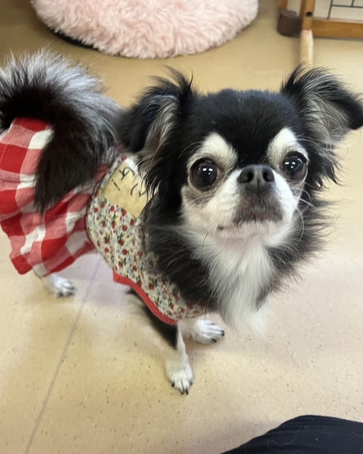 【運命の赤い糸見〜つけた❤️ロングコートチワワのアリッサムちゃん💕】2025,4,15【保護犬カフェ天神橋店】
