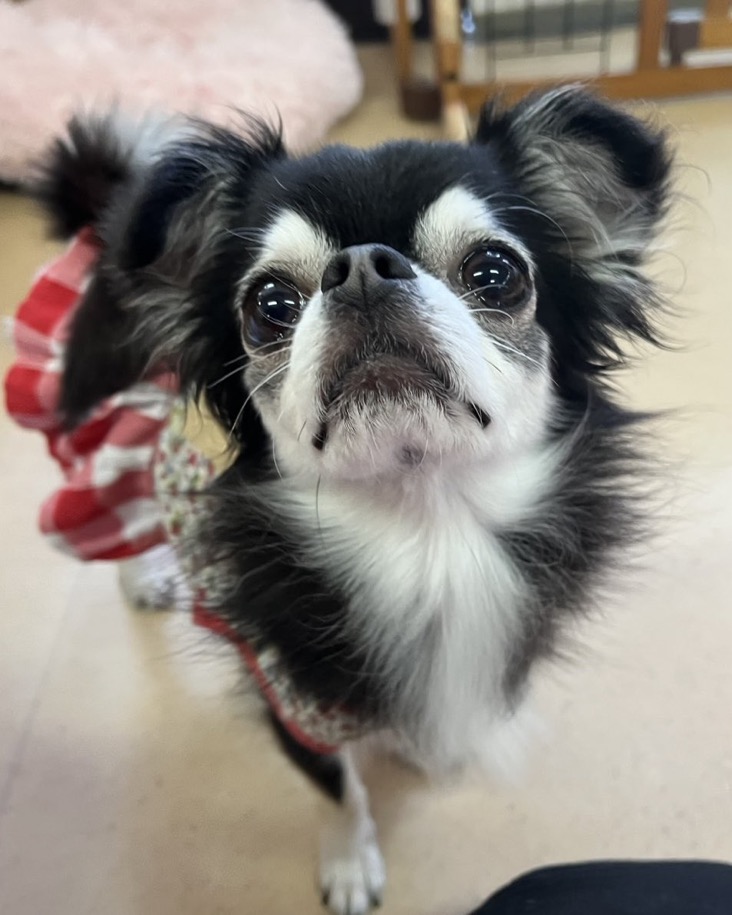 【運命の赤い糸見〜つけた❤️ロングコートチワワのアリッサムちゃん💕】2025,4,15【保護犬カフェ天神橋店】