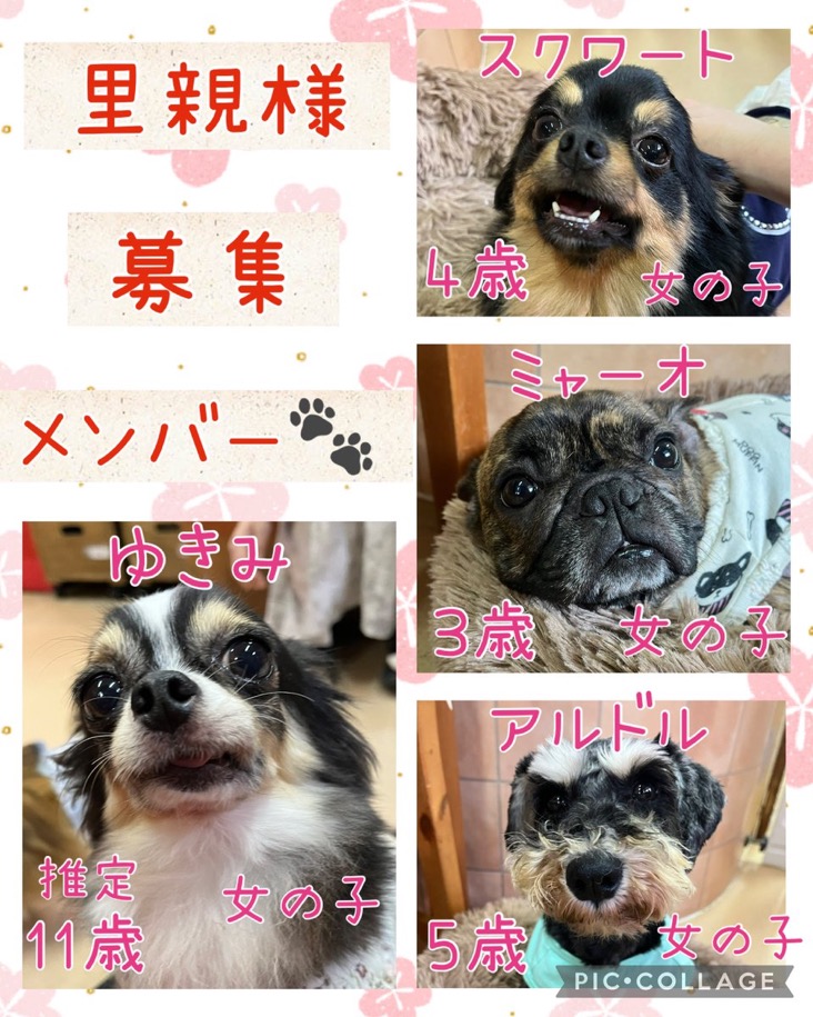🐾今日の里親様募集中ワンコ🐶メンバーです🐾2025,4,16【保護犬カフェ天神橋店】