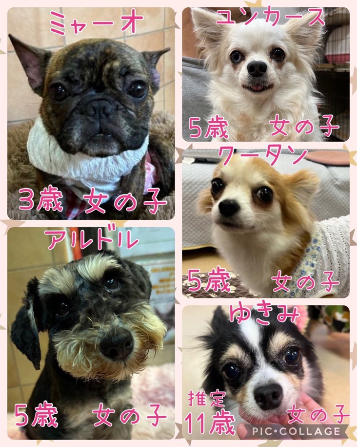🐾今日の里親様募集中ワンコ🐶メンバーです🐾2025,4,26【保護犬カフェ天神橋店】